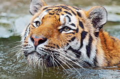 Hacer Fotos en el Zoo - Foto de Tambako the Jaguar