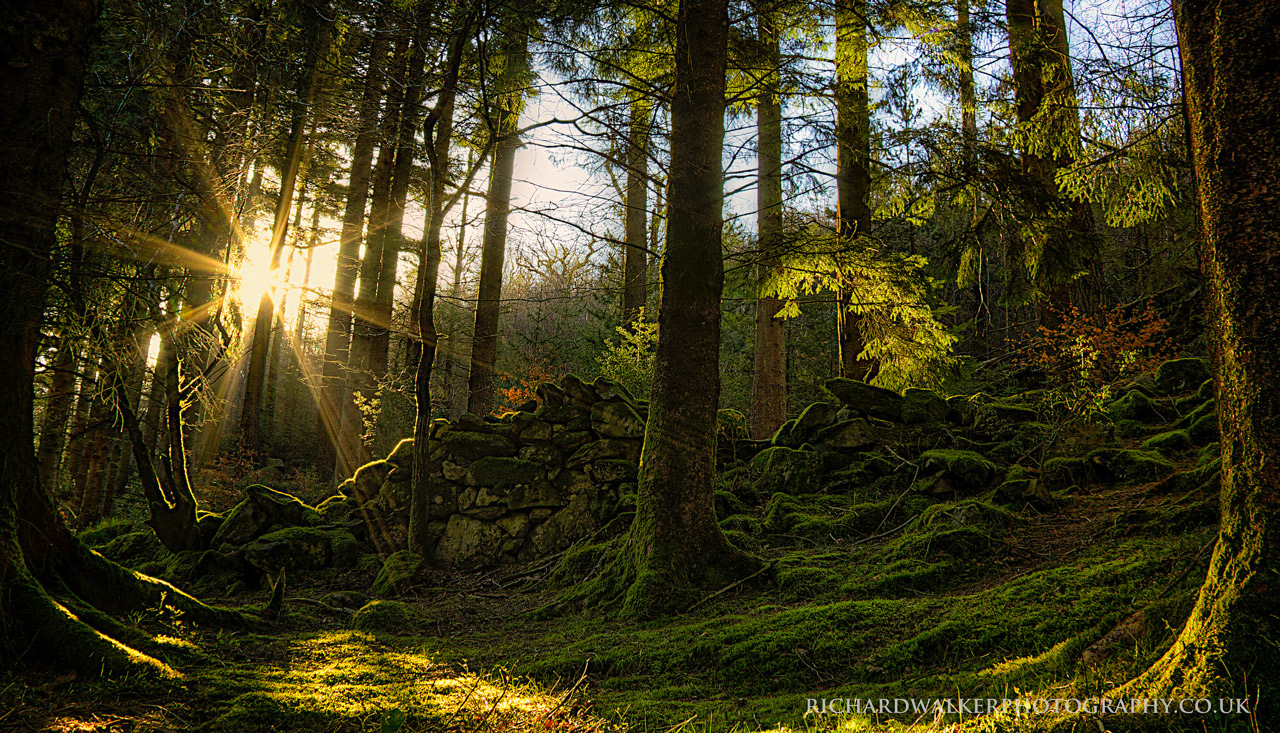 25 Fotos de Bosques para que Desempolves la Cámara