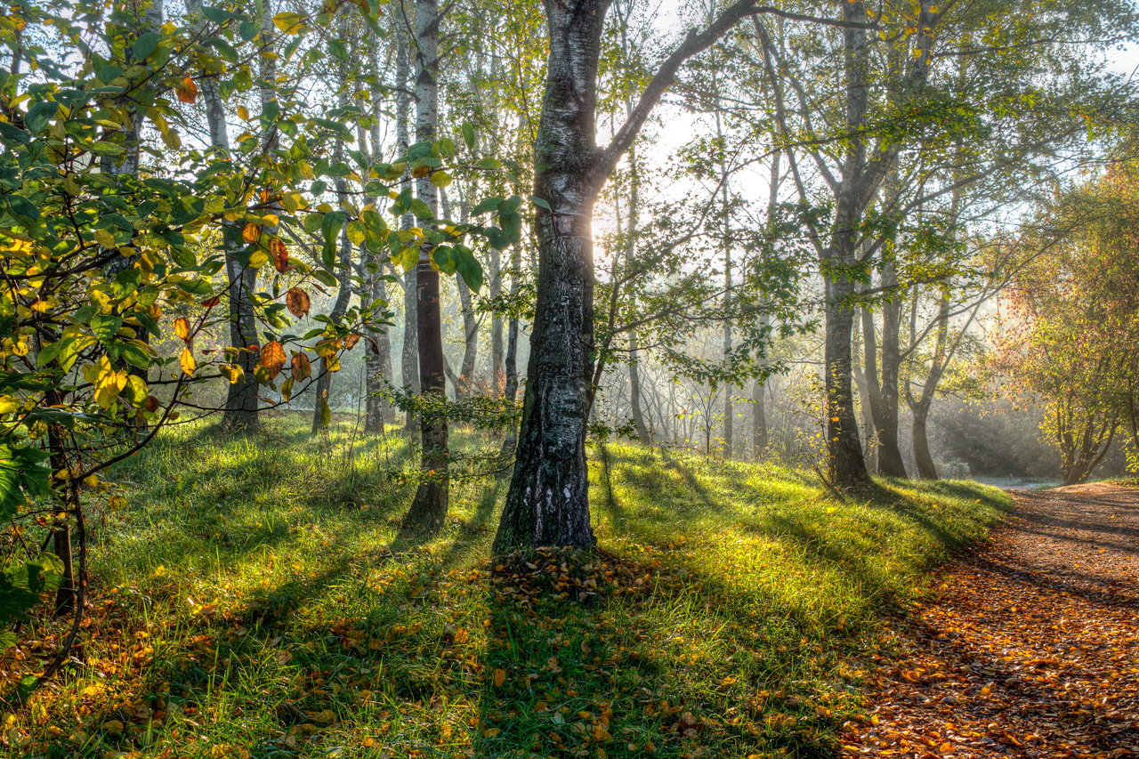 25 Fotos de Bosques para que Desempolves la Cámara