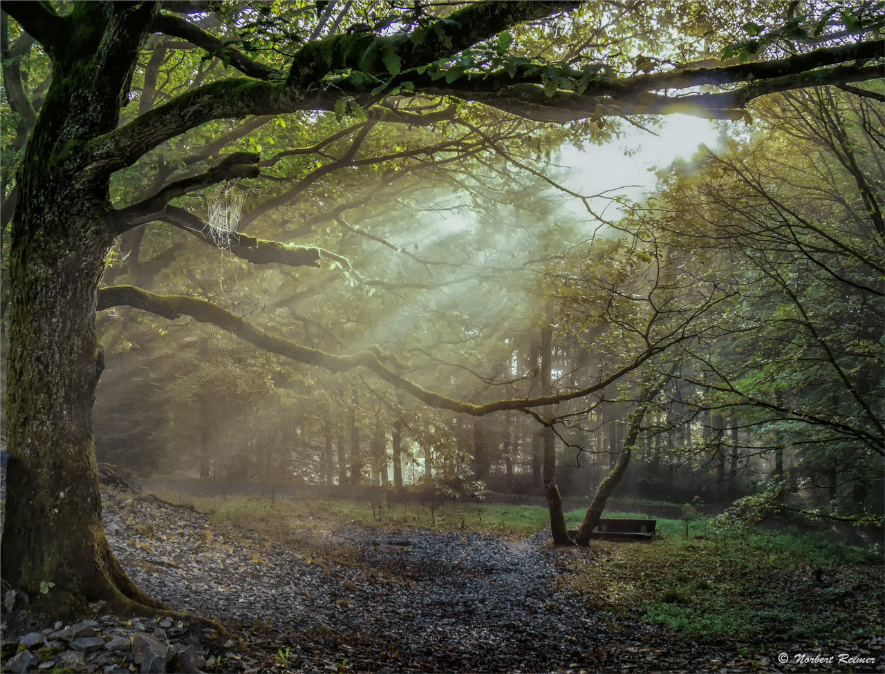 25 Fotos de Bosques para que Desempolves la Cámara