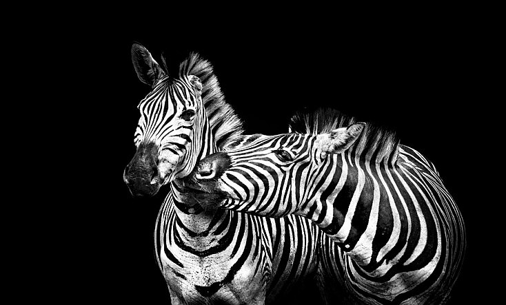 11guia-y-blanco-y-negro-fotografia-734x443.jpg